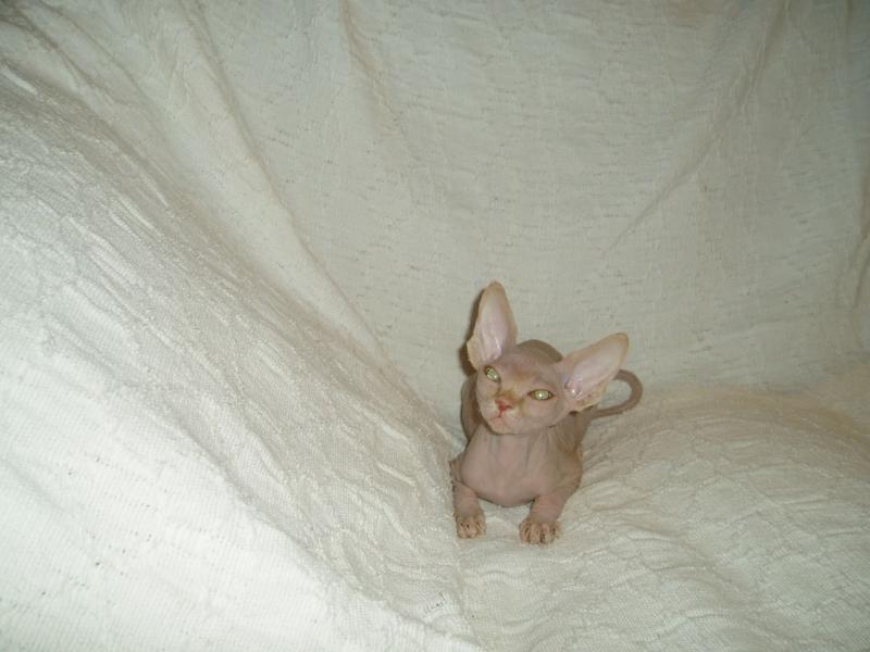 Precious Canadian Sphynx kittens for adoption Image eClassifieds4u