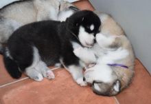 Alaskan Malamute Puppies,Ckc Reg.