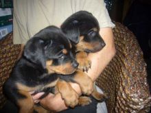 Awesome Rottweiler Puppies for Adoption