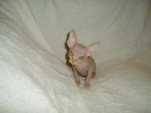 Canadian Sphynx kittens for adoption