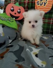 Gorgeous Male and Female pomeranain puppies.