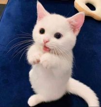 yorquie kittens for sale in arkansas