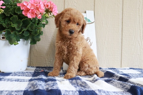 AKC Standard MINI GoldenDoodle Puppies Image eClassifieds4u