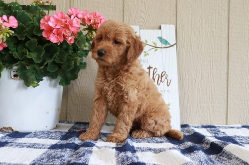 AKC Standard MINI GoldenDoodle Puppies Image eClassifieds4u