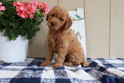 AKC Standard MINI GoldenDoodle Puppies Image eClassifieds4u