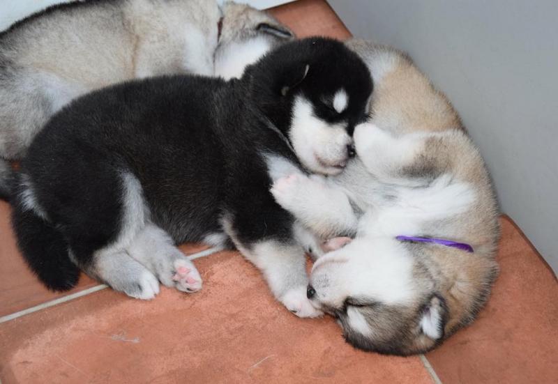Alaskan Malamute Puppies,Ckc Reg. Image eClassifieds4u