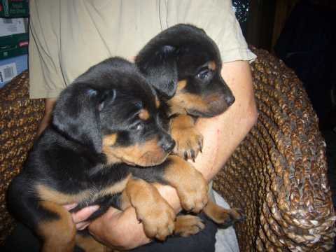 Awesome Rottweiler Puppies for Adoption Image eClassifieds4u