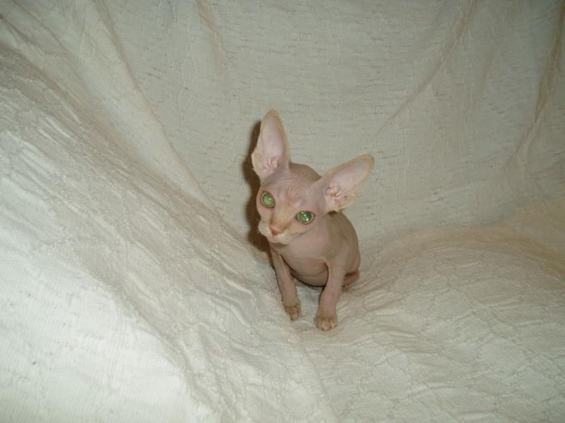 Canadian Sphynx kittens for adoption Image eClassifieds4u