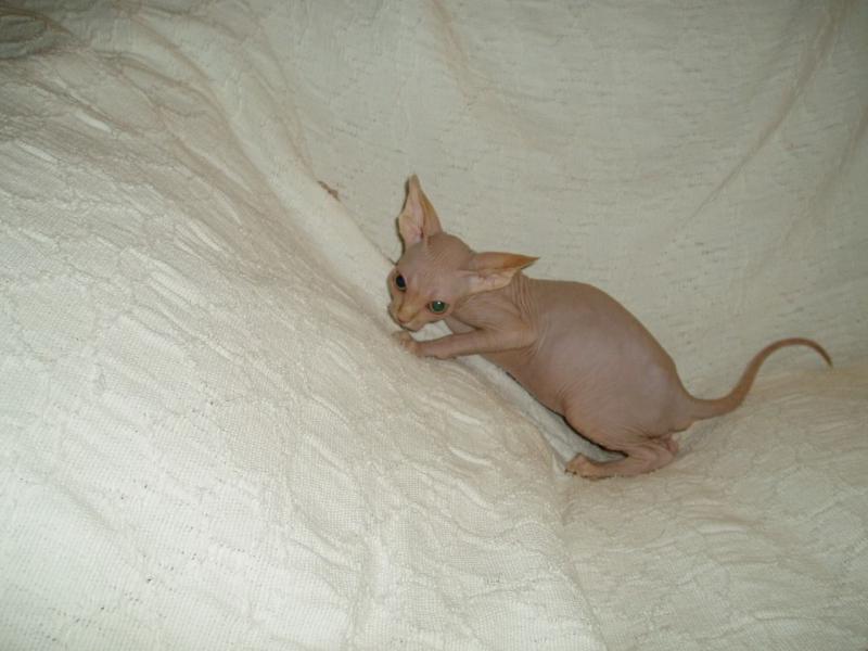 Charming Canadian Sphynx kittens for adoption Image eClassifieds4u