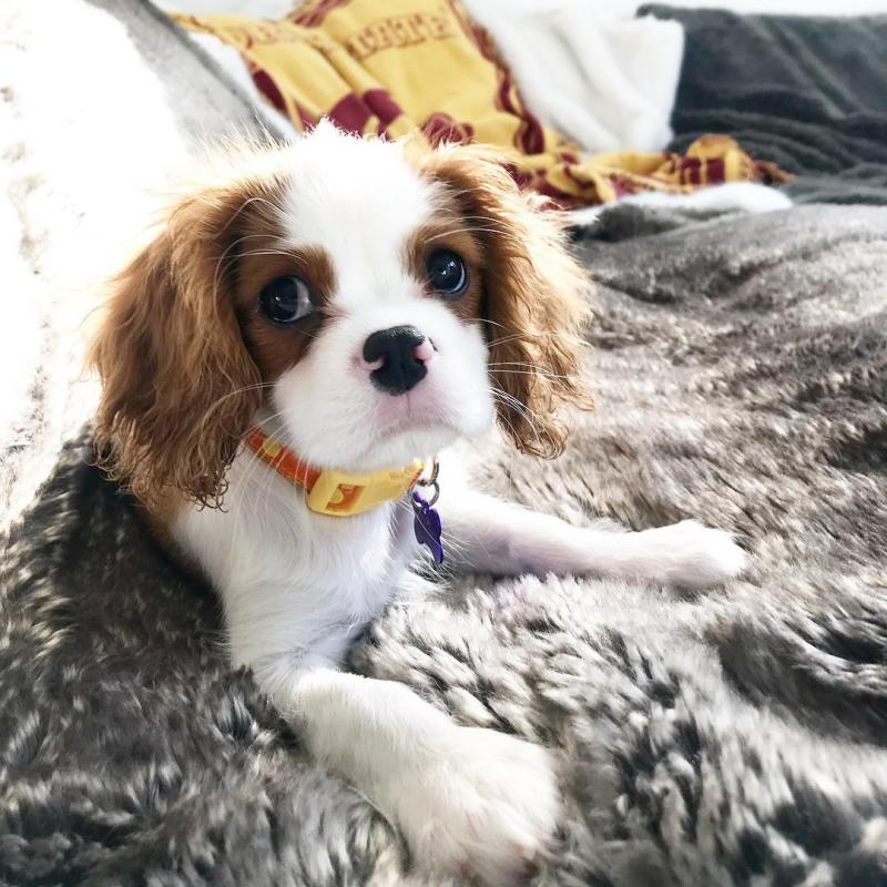 Gorgeous Cavalier King Charles Spaniel puppies available Image eClassifieds4u