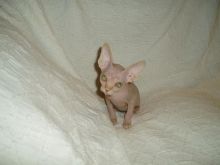 Amazing Canadian Sphynx kittens for adoption Image eClassifieds4u 2