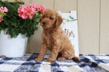 AKC Standard MINI GoldenDoodle Puppies Image eClassifieds4u 1