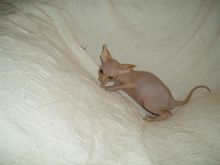 Charming Canadian Sphynx kittens for adoption Image eClassifieds4u 2