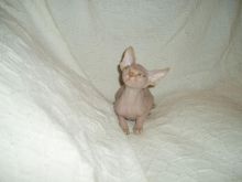 Excellent Canadian Sphynx kittens for adoption Image eClassifieds4u 2