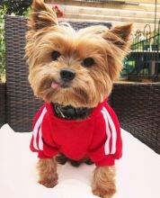 yorquie puppies for sale in new south wales Image eClassifieds4u 4