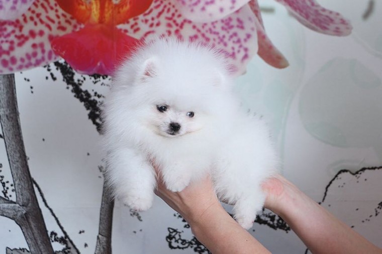 Pomeranian puppies Available. Image eClassifieds4u