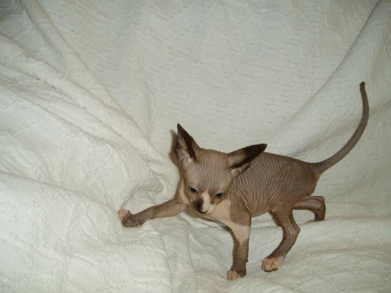Sweet Canadian Sphynx kittens for adoption Image eClassifieds4u