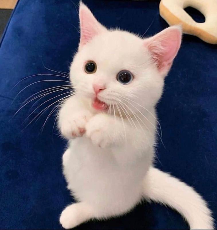 yorquie kittens for sale in arkansas Image eClassifieds4u