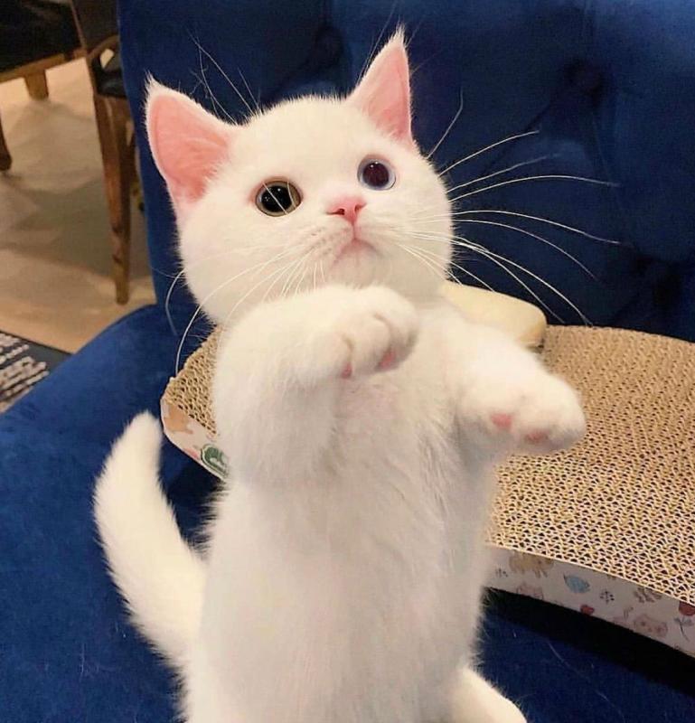 yorquie kittens for sale in arkansas Image eClassifieds4u