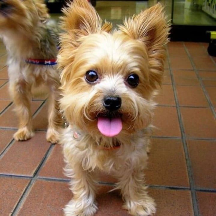 yorquie puppies for sale in new south wales Image eClassifieds4u