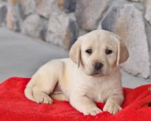 Gorgeous Labrador Retrievers Puppies