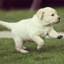 READY NOW BEAUTIFUL CHUNKY LABRADOR PUPPIES