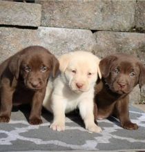 Very cute, social and lovely Golden & Labrador Retriever Puppies