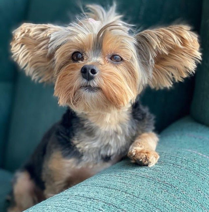beautifull yorquie puppies for sale Image eClassifieds4u