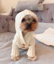 beautifull yorquie puppies for sale Image eClassifieds4u 1