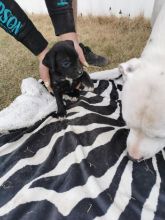 Pitbull puppys Image eClassifieds4u 1