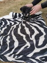Pitbull puppys Image eClassifieds4u 4