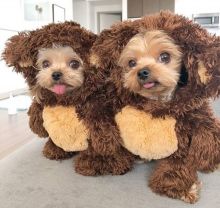 yorquie kittens for sale in canada Image eClassifieds4u 1