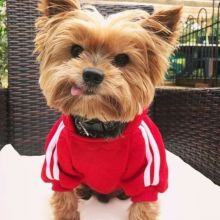 yorquie kittens for sale in canada Image eClassifieds4u 4