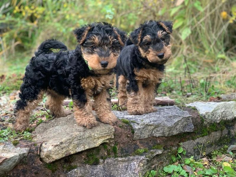 male and female welsh terrier puppies for sale contact us at jl245289@gmail.com Image eClassifieds4u