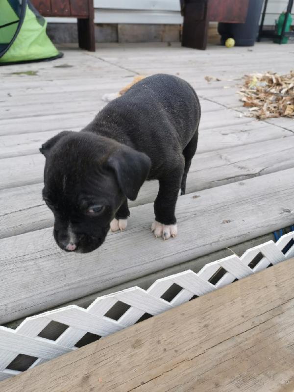 Pitbull puppys Image eClassifieds4u