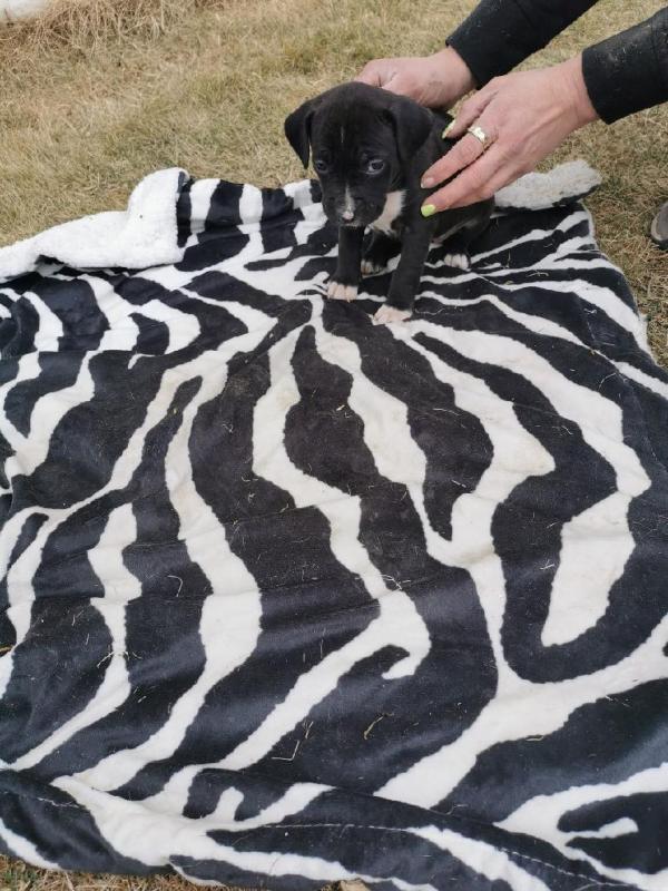 Pitbull puppys Image eClassifieds4u