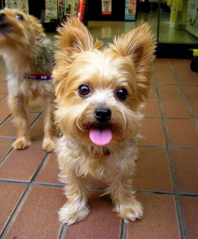 yorquie kittens for sale in canada Image eClassifieds4u