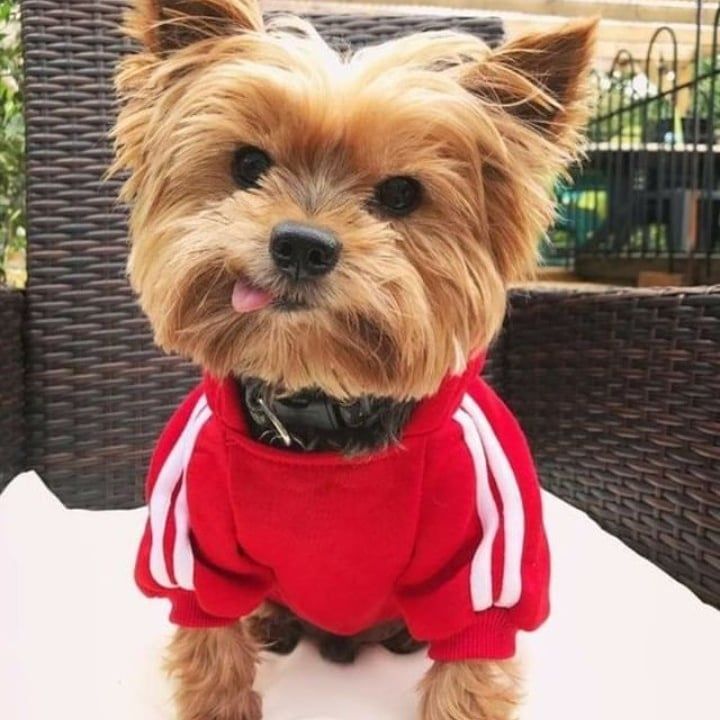 yorquie kittens for sale in canada Image eClassifieds4u