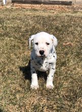 2 Dalmatian puppies