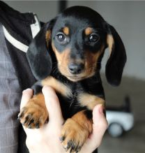affectionate and intelligent Dachshund puppies