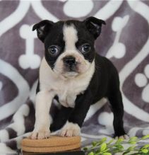 Boston Terrier puppies available for re-homing
