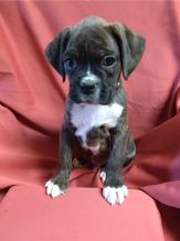 Gorgeous male and female Boxer puppies available