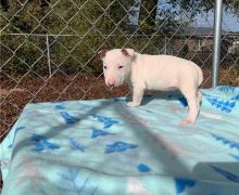 Healthy Bull Terrier puppies