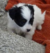 Home raised Papillon puppies ready for adoption