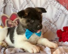 male and female Akita puppies available