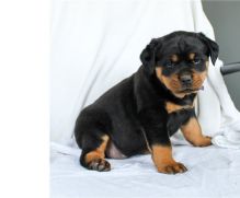 Male and female Rottweiler puppies