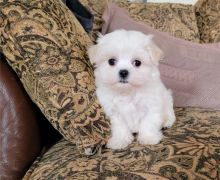 Two Maltese puppies available