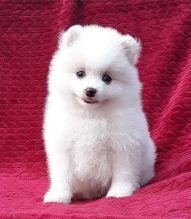 Two Pomeranian puppies available