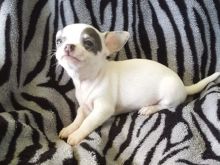 Very Playful and friendly Chihuahua puppies available