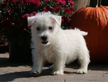 West Highland White Terrier puppies available for re-homing